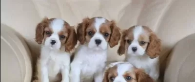 Cavalier King Charles Cinsi Yavrular