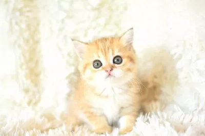 Şampiyon Soyundan Golden Ny11 British Shorthair
