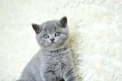 Muhteşem Güzel Gri British Shorthair Yavrumuz