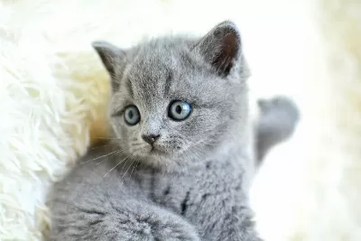 Muhteşem Yüz Hattına Sahip Gri British Shorthair