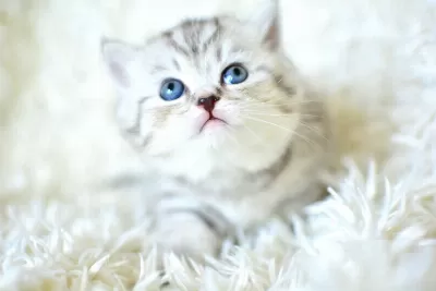 Kalitede Silver Ns24 British Shorthair