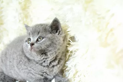 A Kalitede British Shorthair
