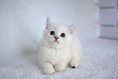 Okyanus Gözlü Silver Point British Shorthair Yavrumuz