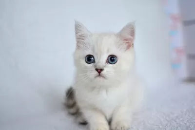 Okyanus Gözlü Silver Point British Shorthair Yavrumuz