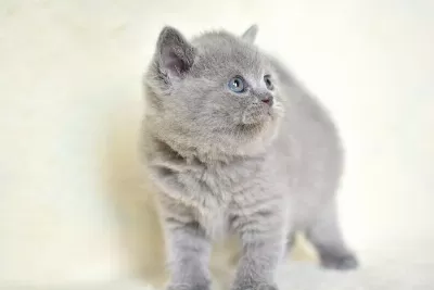 Küt Kafa Gri Bri Ti Sh Shorthai R
