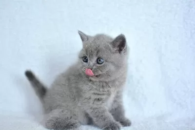 Showw Kalite Gri British Shorthair Yavrumuz