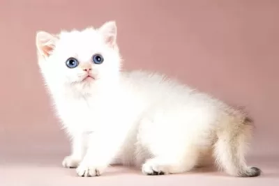 Kaliteli Silver British Shorthair