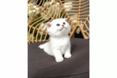 Ozenle Yetistirilmis Silver British Shorthair
