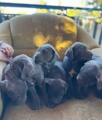 Super Cane Corso Yavrularımız