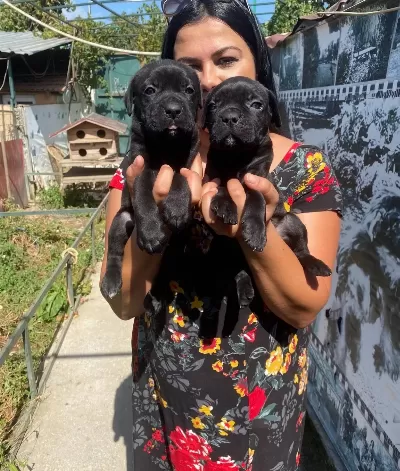 Safkan Canecorso Yavrularımız