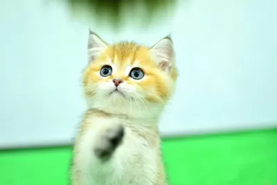 Sampiyon Anne Ve Babanı Yavrusu Ny11 Golden British Shorthair Yavrumuz