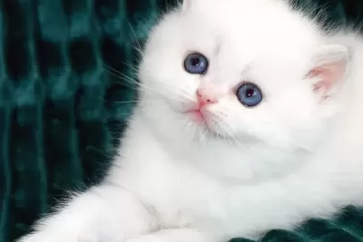 Kar Beyaz Silver British Shorthair Ns1133