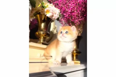 Bebek Surat Golden British Shorthair