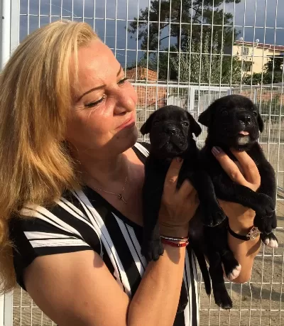 Alan Koruması Yuksek Muhteşem Cane Corso Yavrularımız