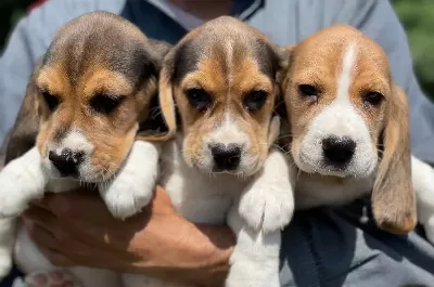 Saglıklı Beagle Yavrularımız