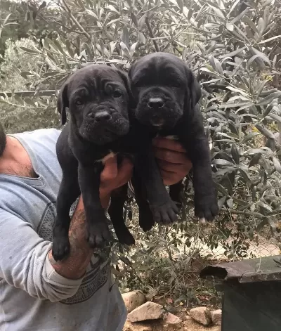 Safkan Cane Corso Yavrularımız