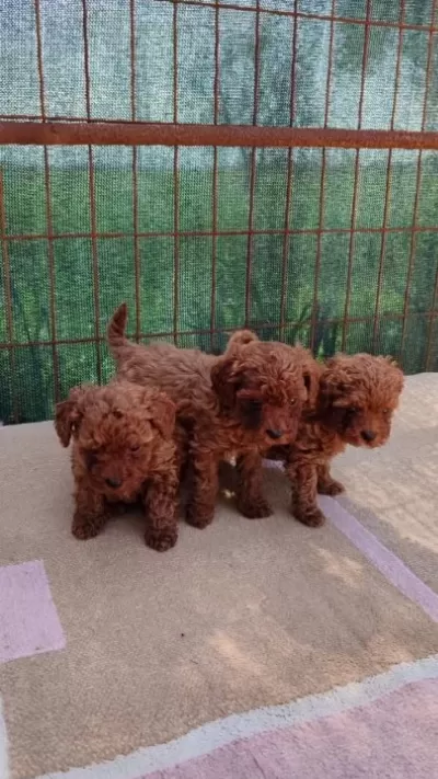 Müthiş Kore Toypoodle Teacup Bebekler
