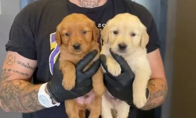 Altın Tonlu Golden Retriever Yavruları