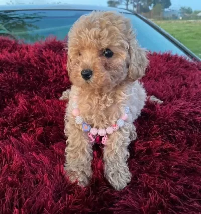 Kıvırcık Pelus Gorunumlu Poodle Sekerleri