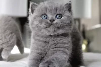 Tombul Kedimiz Gri British Shorthair