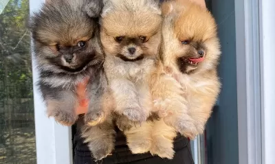 Pomeranian Boo Makyajsiz Fonsuz Trassiz