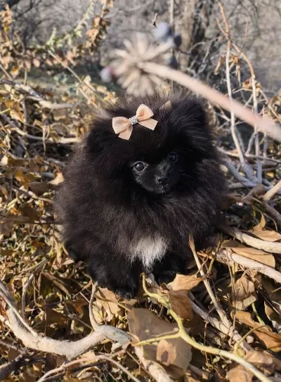 Mikro Teacup Boy Teddy Bear Sevgi Dolusu Pomeranian