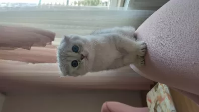 2 Aylık Scottish Fold Silver