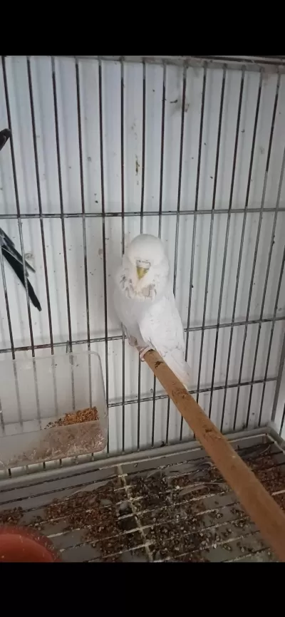 Muhabbet Kuşu Show Jumbo