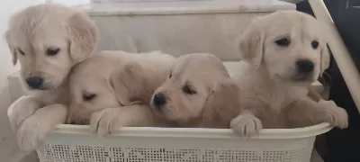 Sağlıklı Golden Retriever Yavruları