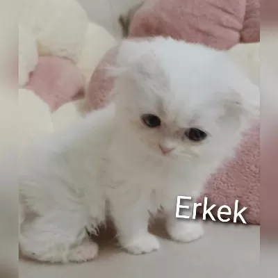İki Güzel Scottish Fold Kedimiz