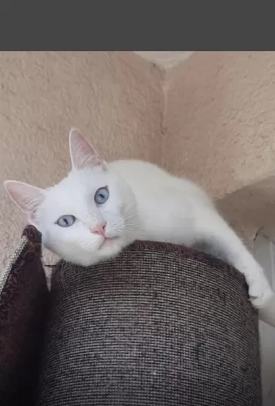 Duyma Engelli Kedimize Açil Yuva