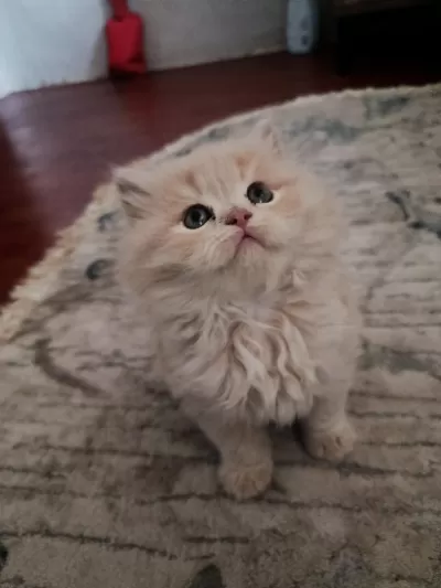 British Longhair Yavruma Yeni Yuva Arıyorum