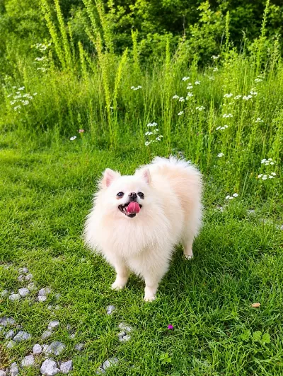 Teacup Boy Pamuk Prenses Pomeranian