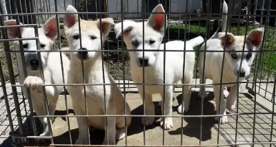 Beyaz Husky Yavrularımız