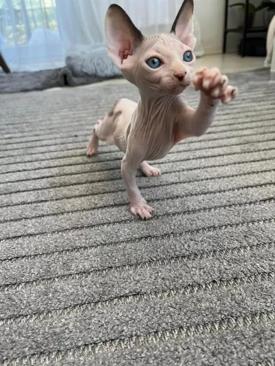 Sfenks Erkek Kedimiz