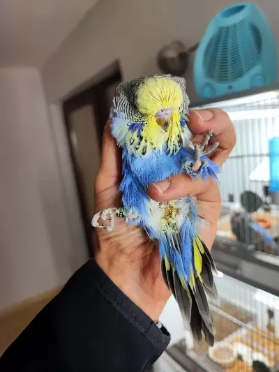 Yeme Yeni Düşecek Olan Vasıflı Show Jumbo Kuşlar