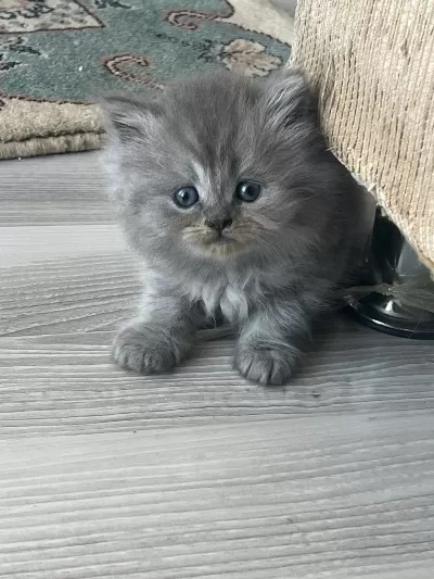 İki Aylık British Longhair İki Yavru