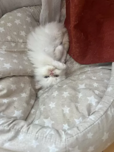 Erkek Ve Dişi Longhair İran Kedisi