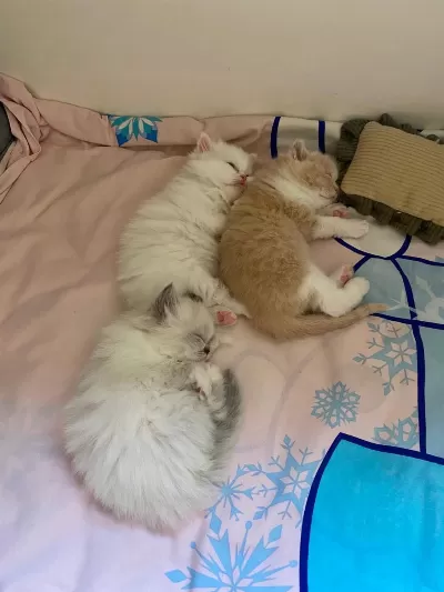 Değerlilerimiz Değer Verecek Ailelerini Arıyorlar