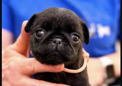 Harika Pug Safkan Yavrumuz