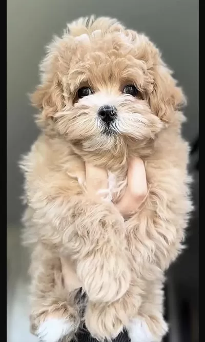 Maltipoo Safkan Bebeklerimiz