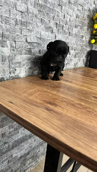 Pug Mops Yavrular İrk Sağlık Garantili