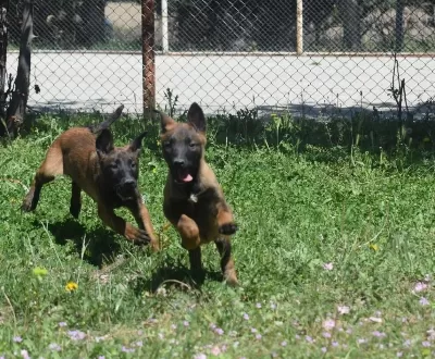 Dişi Malinois Yavrular