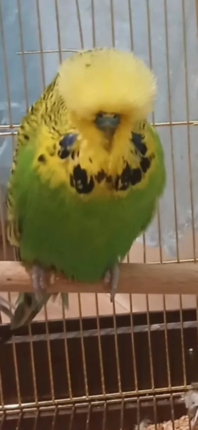 Show Erkek Muhabbet Kuşu