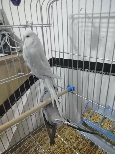 Jumbo Güzel Form Dişi Muhabbet Kuşu Gösterişli