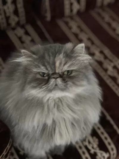 Güzel Persian Kızımız