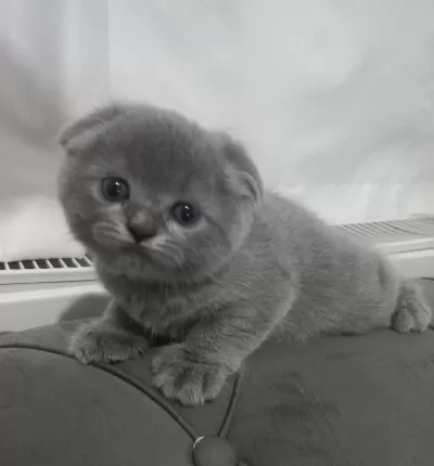 Scottish Fold Yavrumuz Yuva Arıyor