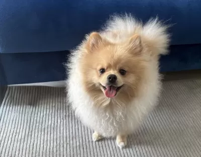 8 Aylık Pomeranian Aşıları Tam Erkek
