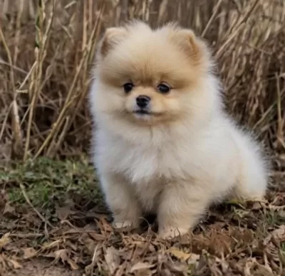Pomeranian Boo Yavru