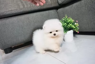 Pomeranian Kar Beyaz Yavrumuz